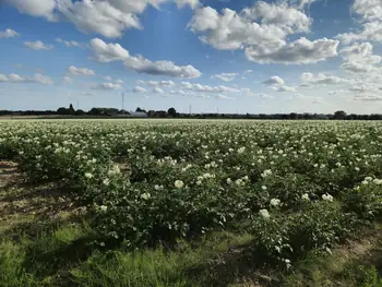 Bellegem, West-Vlaanderen (Belgium)